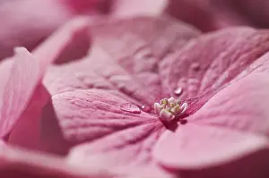 Pink Flowering Bush Imprime: Hydrangea macrophylla shrub