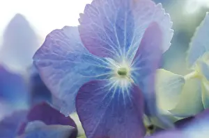 Bigleaf Hydrangea Details Imprime: Hydrangea macrophylla shrub