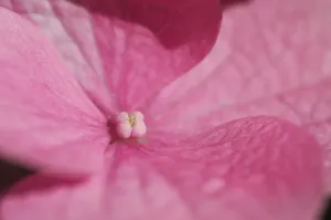 French Hydrangea Blossom Imprime: Hydrangea macrophylla shrub