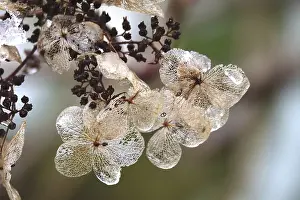 Winterly Open Air Scenes Imprime: Hydrangea in winter, Germany