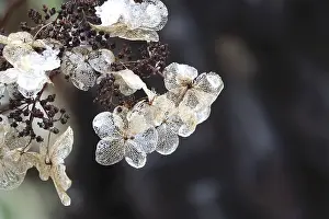 Germany Open Air Plants Imprime: Hydrangea in winter, Germany