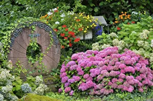 Southern Germany Bloom Imprime: Hydrangeas in bloom at the millstone