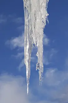 Frozen Winter Scene Imprime: Icicles