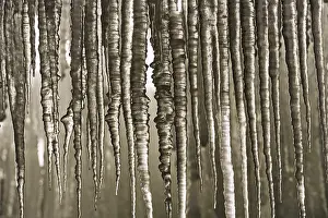 Winter Nature Scene Imprime: Icicles