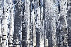 Atmospheric Winter Scene Imprime: Icicles