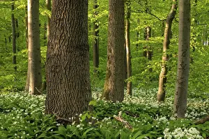 Wild Garlic Bloom Imprime: An idyllic deciduous forest in spring
