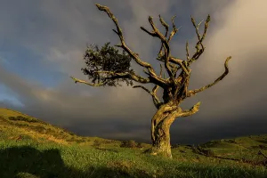 Solitary Tree Landscape Imprime: Illuminated old tree with dark thundercloud
