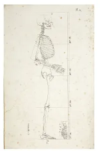 Skeletal System Illustration Imprime: Illustration of a human skeleton