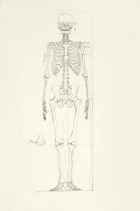 Human Body Parts Imprime: Illustration of a human skeleton