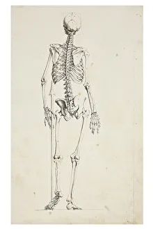 Human Skeleton Illustration Imprime: Illustration of a human skeleton