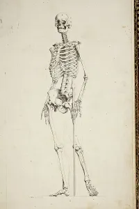 Skeletal System Illustration Imprime: Illustration of a human skeleton