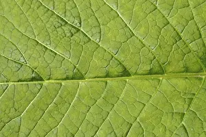 Abstract Leaf Design Imprime: Image background - leaf structure
