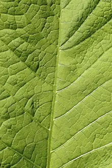 Abstract Leaf Design Imprime: Image background - leaf structure