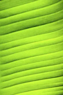 Deserted Plant Leaves Imprime: Image background - leaf structure