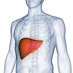 Anatomical Representation Imprime: Image converted using ifftoany