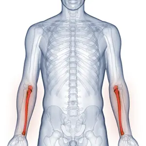 X Ray Examination Imprime: Image converted using ifftoany