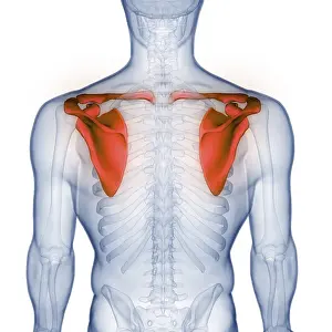 Upper Arm Injury Diagnosis Imprime: Image converted using ifftoany