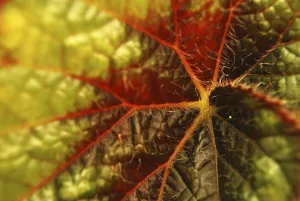 Full Frame Nature Shots Imprime: Image with red leaf closeup as a background image