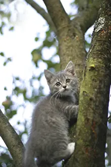 Feliformia Animal Pictures Imprime: The image of the scared kitten on a tree