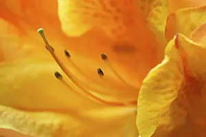 Flower Detail View Imprime: Impression of flower