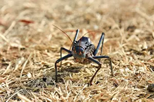 Etosha National Park Namibia Imprime: An insect on a semi-solid ground