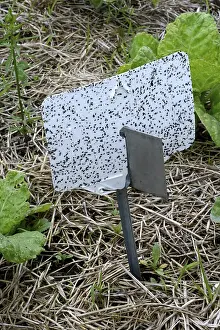 Vegetable Patch Germany Imprime: Insect trap in vegetable patch, Germany