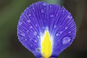 Nature Flowering Plants Imprime: Iris