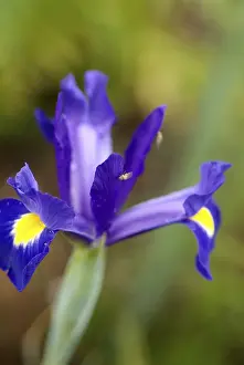 Open Air Gardens Imprime: Iris