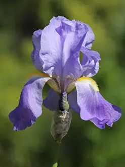 Desert Flowering Plants Imprime: Iris