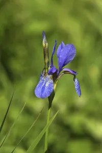 Iridaceae Family Imprime: Iris