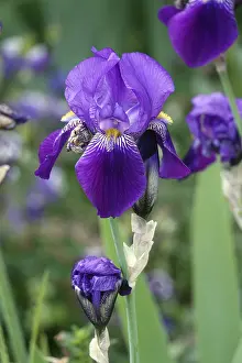 Iridaceae Family Imprime: Iris