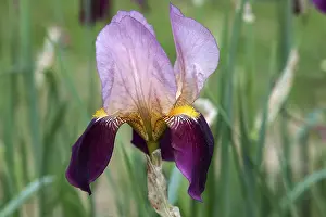 Close Up Iris Imprime: Iris (Iris)