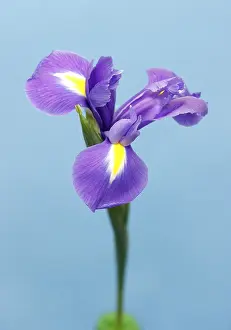 Studio Flower Photography Imprime: Iris (Iris)