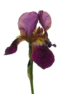 Spring Flowering Plant Details Imprime: Iris, iris