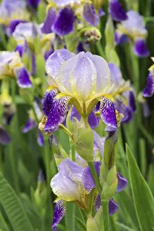 Exterior View Of A Yard Imprime: Iris, iris