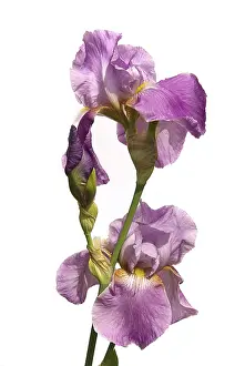 Deserted Garden Bloom Imprime: Iris, iris