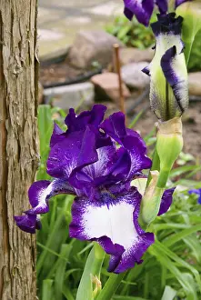 Uninhabited Garden Scene Imprime: Iris, iris
