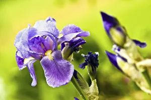 Daytime Flowering Plant Imprime: Iris (Iris croatica)