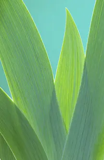 Plain Background Plants Imprime: Iris leaf, iris leaf