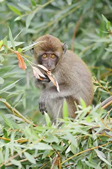 Captive Monkey Photos Imprime: Java monkey (Macaca fascicularis)