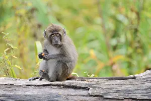 Macaca Fascicularis Imprime: Java monkey (Macaca fascicularis)