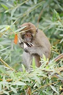 Wild Animal Feedings Imprime: Java monkey (Macaca fascicularis)