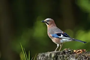 Forest Landscape Imprime: Jay in the forest in the wild