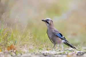 Polish Countryside Scenery Imprime: Jay posing on the forest litter