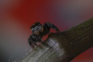 Jumping Spider Imprime: Jumping spider