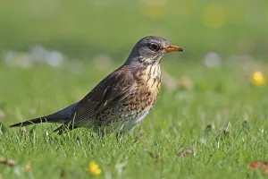 Deserted Bird Photography Imprime: Juniper Thrush