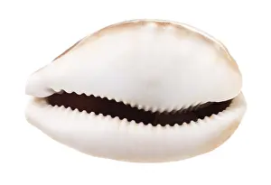 Caracoles Imprime: Plato de kauri vacío contra fondo blanco.