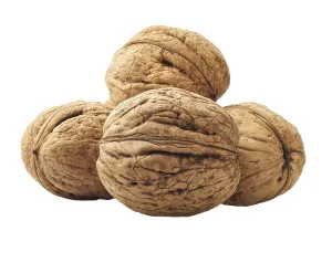 White Background Nuts Imprime: Kernel walnuts isolated on the white background
