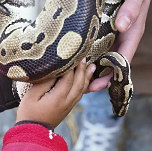 Royal Python Imprime: Kid and zookeeper holding a python regius snake