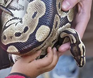Wildlife Education Imprime: Kid and zookeeper holding a python snake